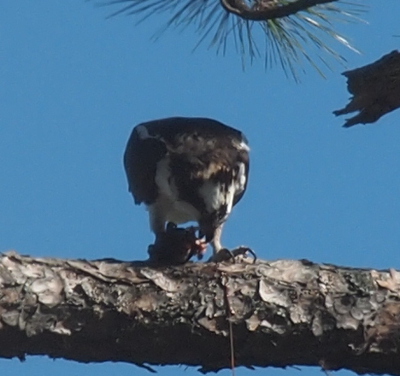 [Osprey is perched on a horizontal pine limb with the talons on its left foot wrapped around something it is eating. Its head is bent toward the foot and its beak is open. The long talons on the right foot are clearly visible.]